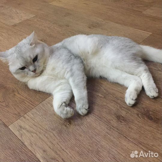 Шотландец вязка