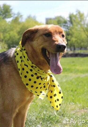 Баффи грустит