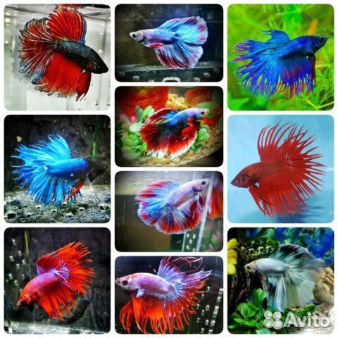 Аквариум с декором для петушка