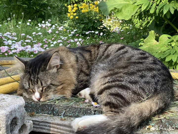 Чудесный котик 2 года в добрые руки