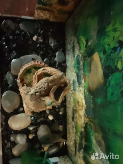 Аквариум