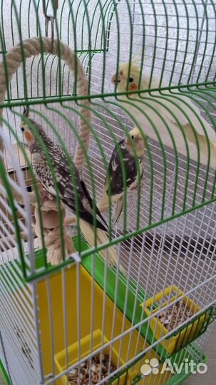 Отдам трех попугаев кореллы с клеткой