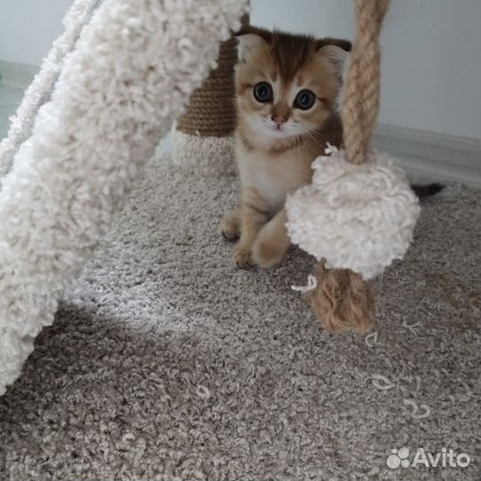 Шотландская