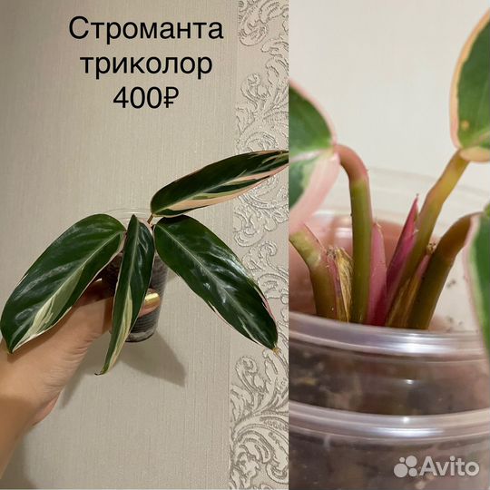 Строманта триколор