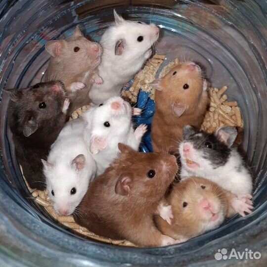 Породистые хомячки разные-разные (клетки, доставка