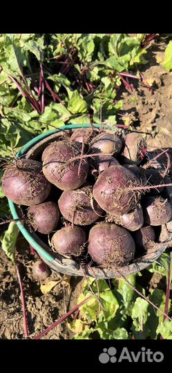 Свекла столовая