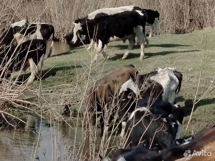 Коровы, быки, телята