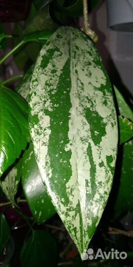 Хойи набором или взрослые растения