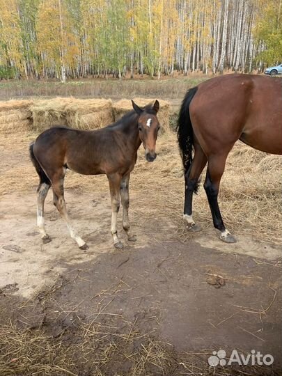Продажа лошадей