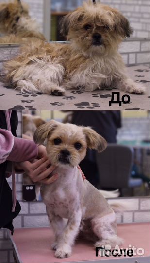 Груминг собак