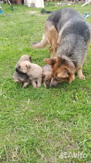 Собаки бесплатно в добрые руки