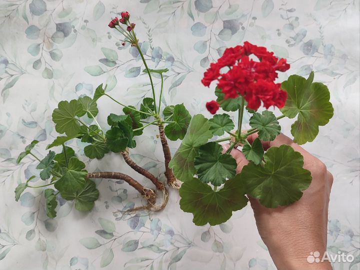 Пеларгония красная