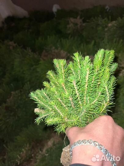 Сеянцы сосны зкс опт