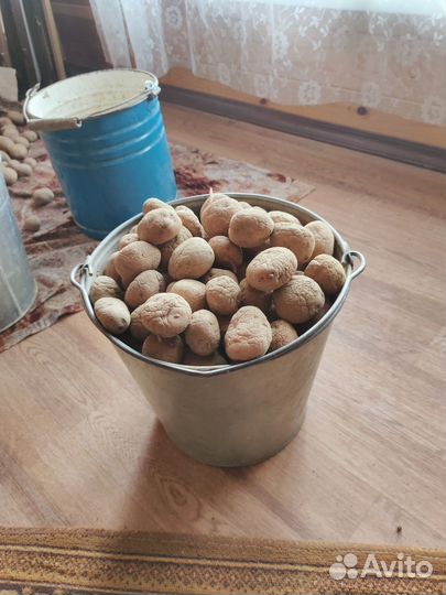 Семенной картофель