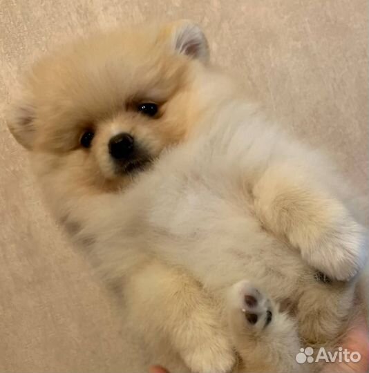 Продам щенка