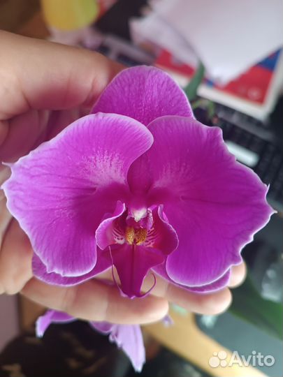 Орхидея фаленопсис бабочка, пелорик