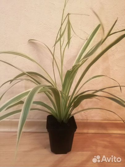 Комнатные цветы