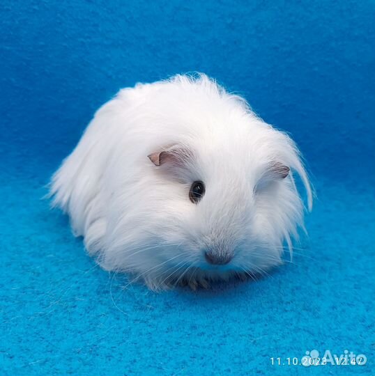 Морские свинки