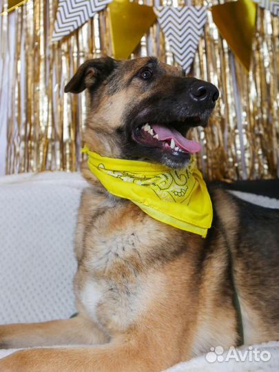 Собаки бесплатно