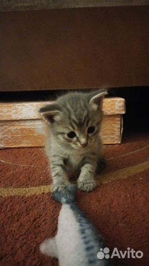 Британская кошка