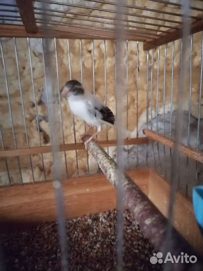 Кенара и канарейки