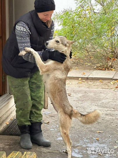 Собачка Луна в добрые руки