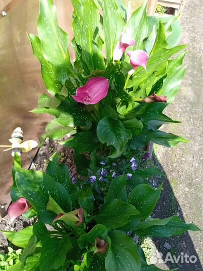 Садовые каллы