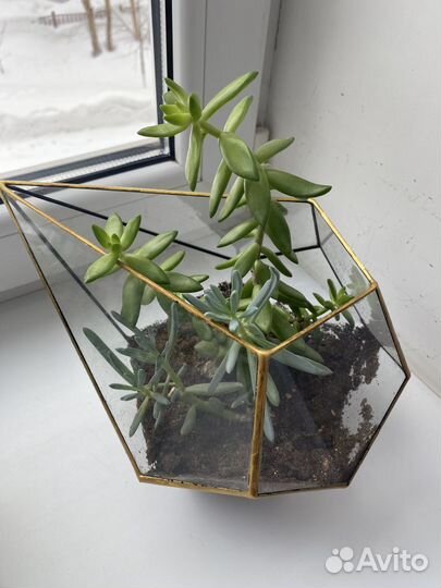 Флорариум суккуленты