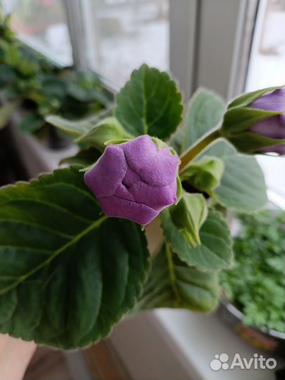 Глоксиния махровая