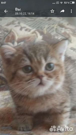 Шотландские мини-котята