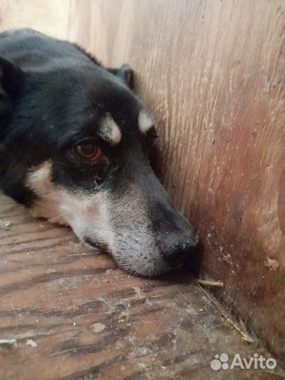 Собачка живет в приюте