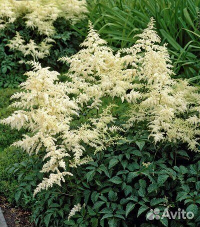 Астильба Вайт