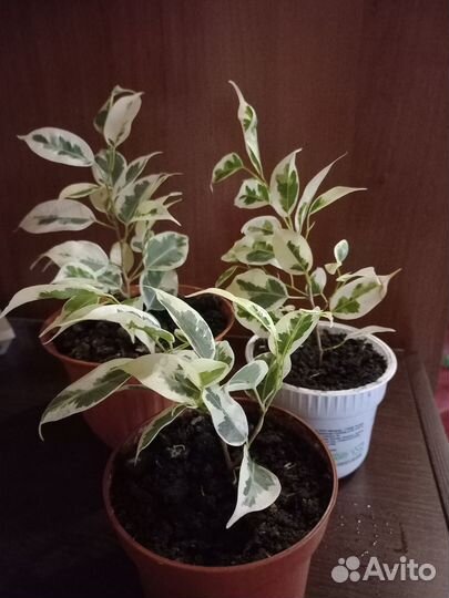 Фикус бенджамина /сортовые