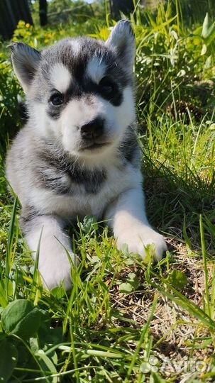 Щенки Сибирской Хаски