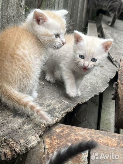 Котята в добрые руки бесплатно