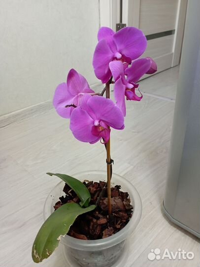 Орхидея фаленопсис