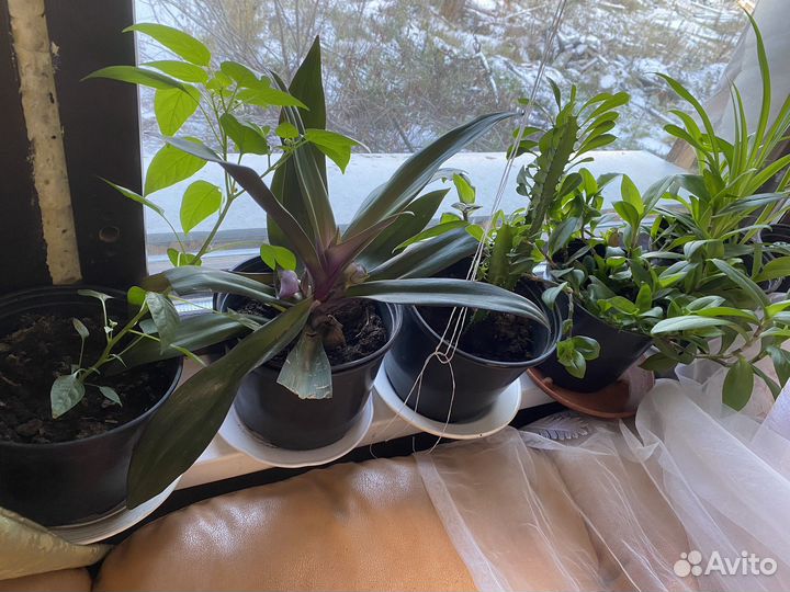 Домашние цветы