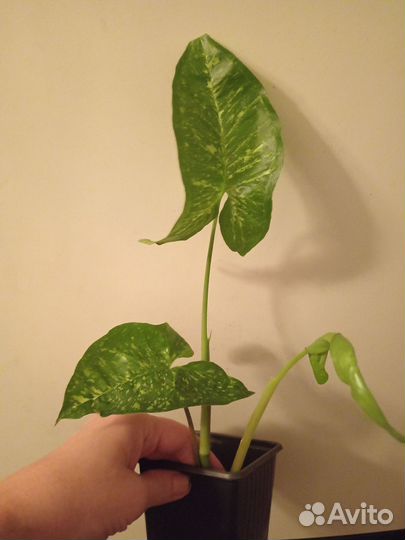 Сингониум Панда