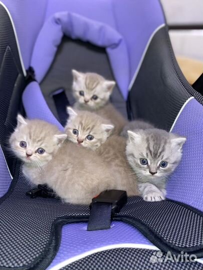 Шотландские котята