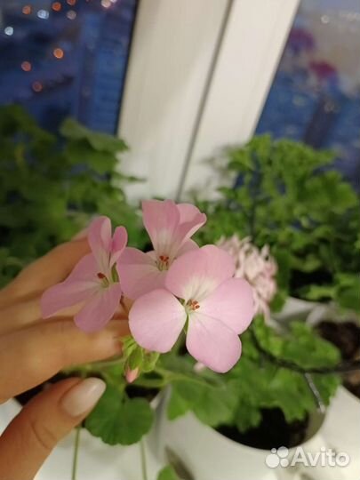 Пеларгония герань