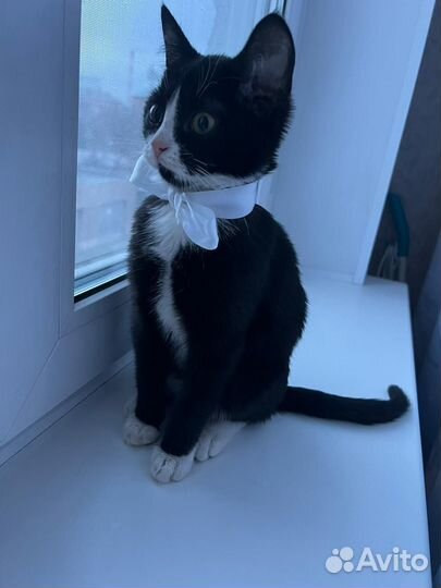 Котенок мальчик