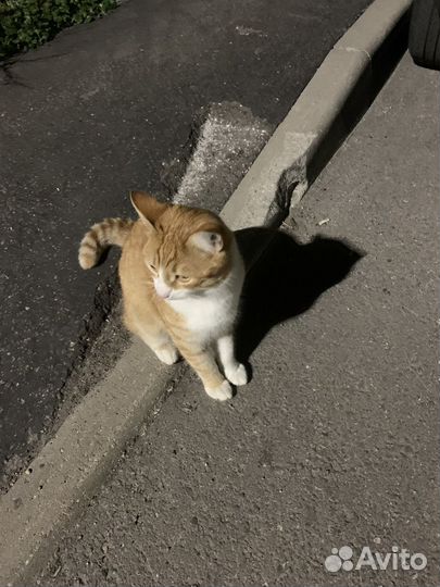 Кот Рыжик в добрые руки