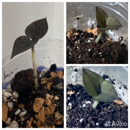 Замиокулькас чёрный,пепероми Саркофилла