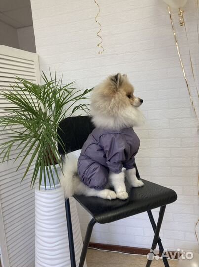 Шпиц Жених