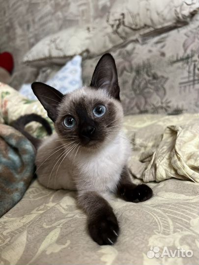Сиамские котята
