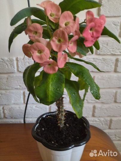 Комнатные цветы Молочай розовый