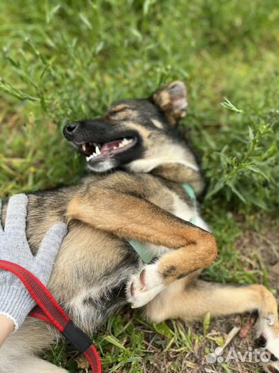 Собака Тишка малышка из приюта