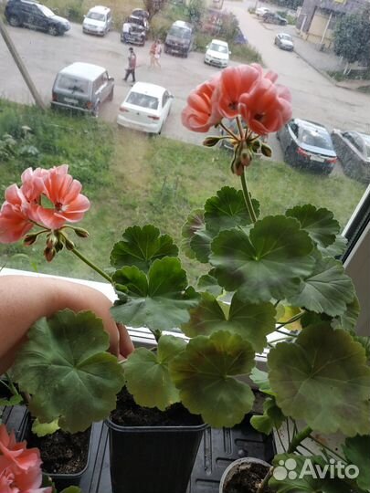 Пеларгонии сортовые