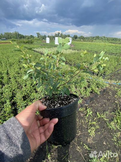 Спирея вангутта