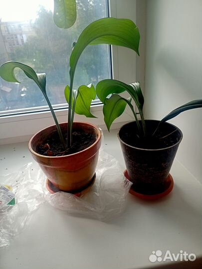 Комнатные цветы Эухарис